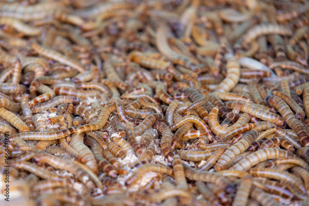 Εκτύπωση καμβά A densely packed pile of live, wriggling brown and yellow mealworms