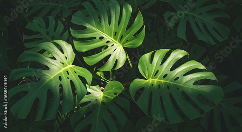 Close-up of Monstera Leaves in Dark Green Tones Background