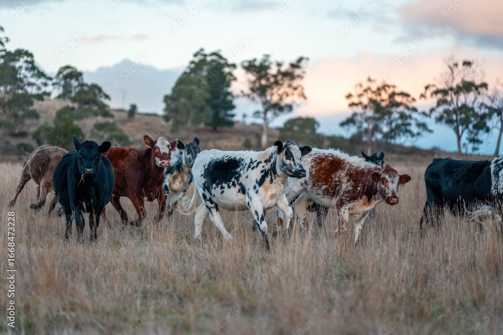 Obraz premium Beef Angus and Wagyu cows grazing in a field in a dry summer. Cow Herd on a farm practicing regenerative agriculture on a farming landscape. Fat Cattle at dusk