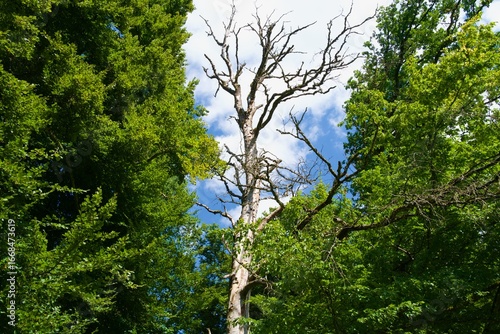 Old rotten tree standing surrounded by green healthy trees