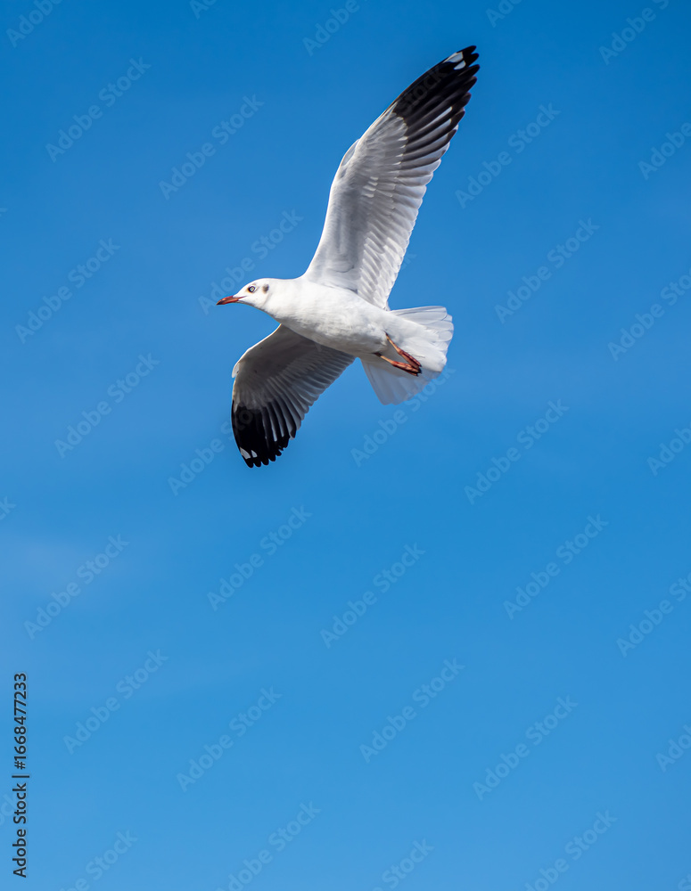 Obraz premium Seagulls flying on the beautiful blue sky, some chasing after food to eat at Bangpu, Samutprakarn in Thailand.