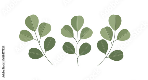 Three stylized sprigs of eucalyptus leaves, rendered in muted green tones against a white background.