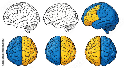 Illustration showing the human brain from different angles, some colored blue and yellow, others in outline.