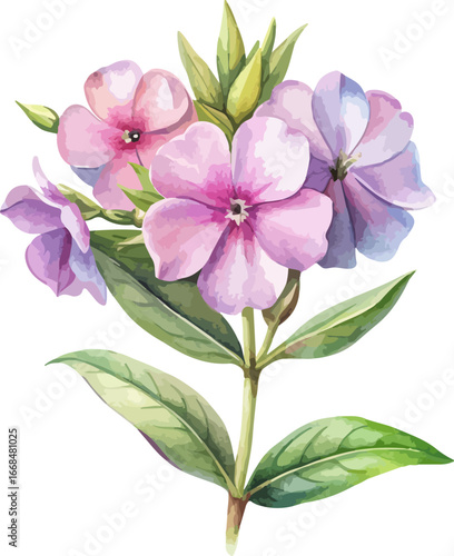 Pink Phlox Bloom Flower Watercolor Classic Botanical Vector Illustration