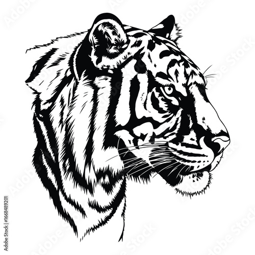 Detailed ink drawing of a majestic tiger head facing right majestic wild feline portrait art
