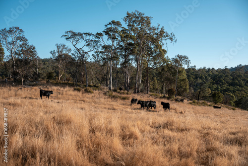 beautiful cattle in Australia  eating grass, grazing on pasture. Herd of cows free range beef being regenerative raised on an agricultural farm. Sustainable farming