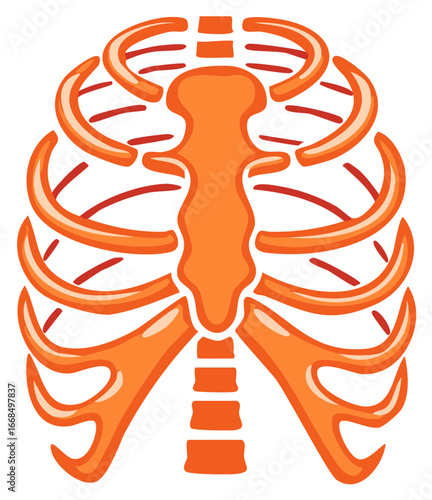 Illustration of an Orange Rib Cage Anatomy with Sternum and Ribs