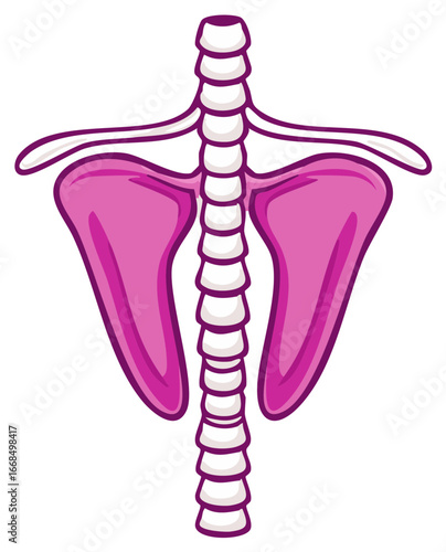 Cartoon human torso skeleton anatomy showing shoulder blades and spine bones
