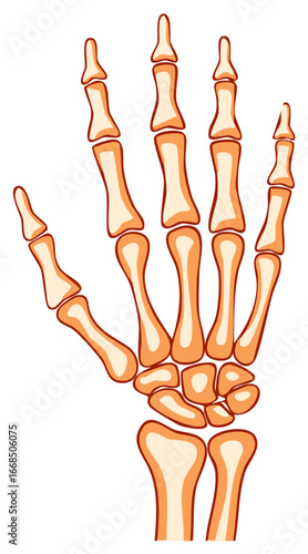 Stylized human hand skeleton bones detailed medical anatomy illustration for science education biology healthcare
