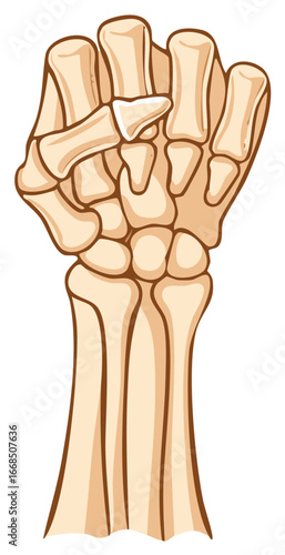 Human hand skeletal structure wrist and fingers anatomy medical illustration