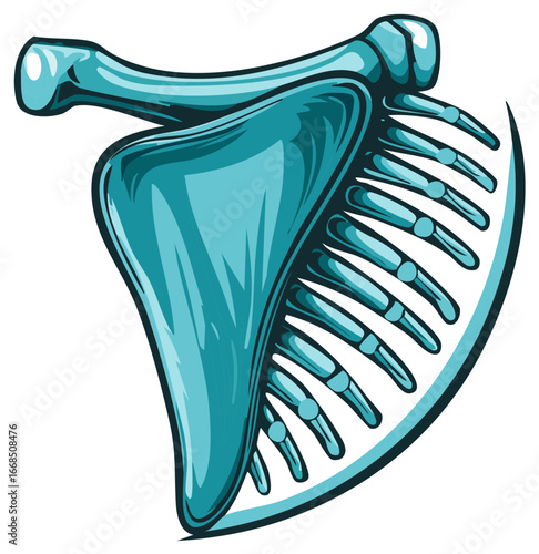 Scapula illustration displaying the human shoulder blade and connected clavicle bones