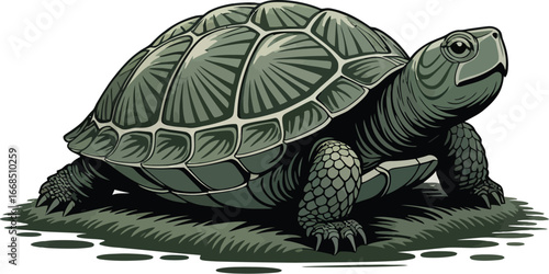 Cute pet turtle and slow tortoise reptile with a green leaf isolated on a white background