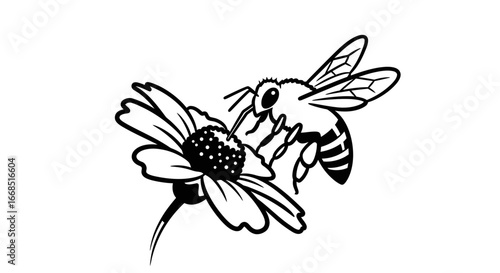 bee on flower, honeybee pollinating daisy, black and white illustration, nature graphic, insect on blossom