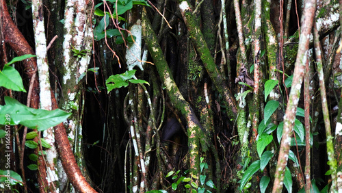 Detailed close-up of tree trunks covered with moss and aerial roots in a tropical forest. The natural texture of bark, green growth, and creeping vines highlights the raw beauty of wilderness