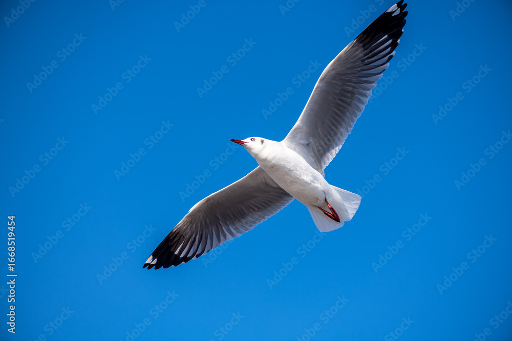 Obraz premium Seagulls flying on the beautiful blue sky, some chasing after food to eat at Bangpu, Samutprakarn in Thailand.