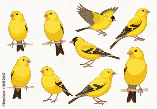 Vector illustration of collection of yellow canaries in various poses