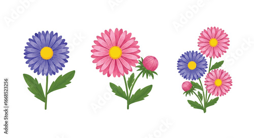 Vector illustration of three colorful aster flowers with green leaves