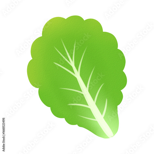 A vibrant green lettuce leaf with a prominent white stem and veins, isolated on a white background.
