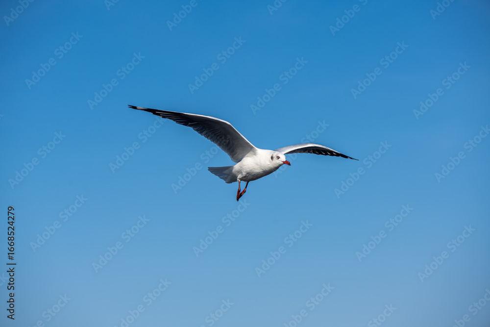 Obraz premium Seagulls flying on the beautiful blue sky, some chasing after food to eat at Bangpu, Samutprakarn in Thailand.