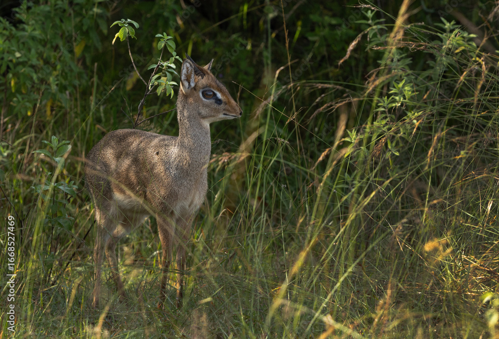 Portrait of a Krik dik dik antelope near a bush at Masai Mara, Kenya Portrait of a Krik dik dik antelope near a bush at Masai Mara, Kenya