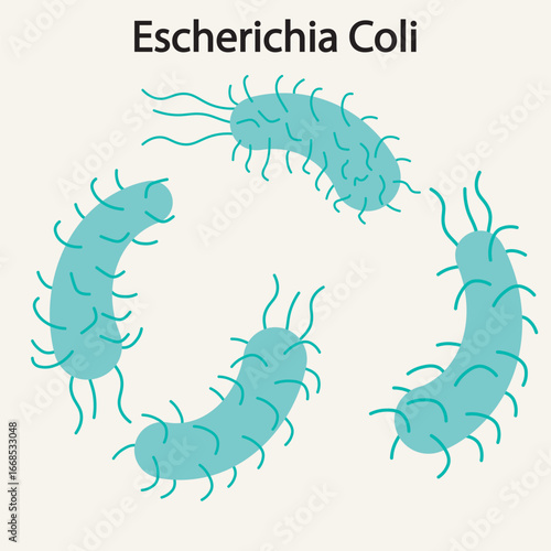 E. coli O157 vector illustration showing contamination source, symptoms like diarrhea, cramps, vomiting, and complications; resembles infections from Shigella and Salmonella. bacteria