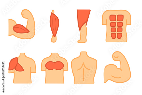 Colorful Muscle Anatomy. Flat vector mini-illustrations muscle anatomy in colors children's illustrations: bicep muscle, tricep