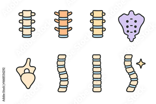 Colorful Spine Illustrations. Flat vector mini-illustrations spine types in colors children's illustrations: cervical spine,