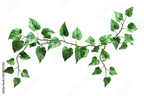 Green vine with leaves against black background