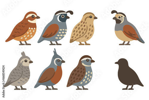 Quail Species Illustrations. Flat vector mini-illustrations quail species in colors children's illustrations: bobwhite quail,