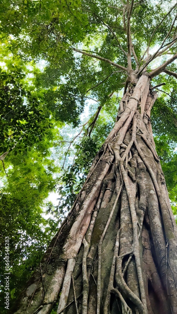 Fototapeta premium Low angle view of old tree at Kuang Si waterfall in Luang Prabang, Laos, Asia tourism