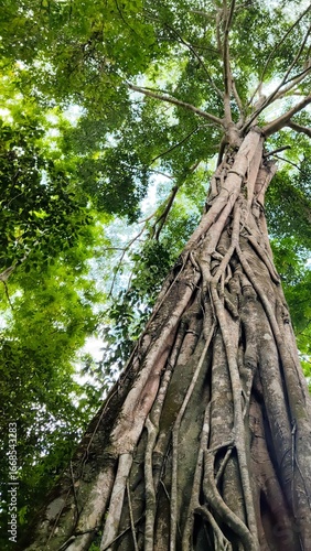 Low angle view of old tree at Kuang Si waterfall in Luang Prabang, Laos, Asia tourism