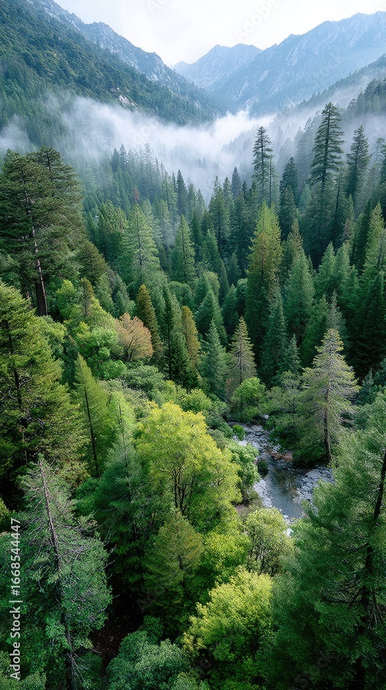 Obraz premium Misty Mountain Forest with River Valley