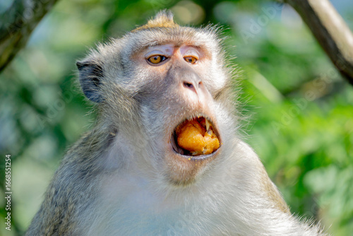 Macaca fascicularis (Monyet kra, kera ekor panjang, monyet ekor panjang) on the tree. These monkeys often form groups of up to 20-30 individuals.
