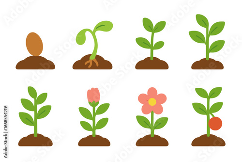 Plant Growth Stages. Flat vector mini-illustrations plant growth stages in colors children's illustrations: seed, germination,