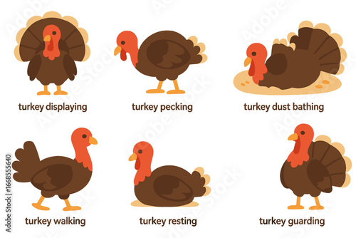 Turkey Behavior Icons. Flat vector mini-illustrations turkey behavior in colors children's illustrations: turkey displaying,