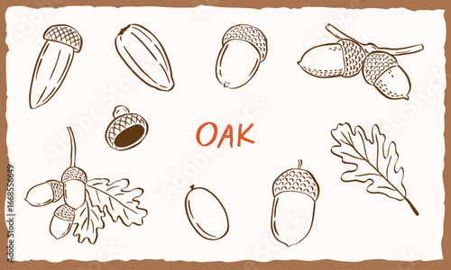 oak tree plants hand drawn sketch illustration set