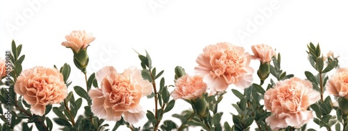 Delicate blush carnations in a horizontal arrangement against a white background