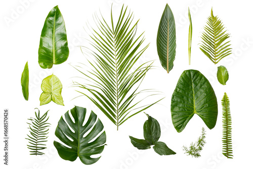 Various tropical leaves isolated on white background