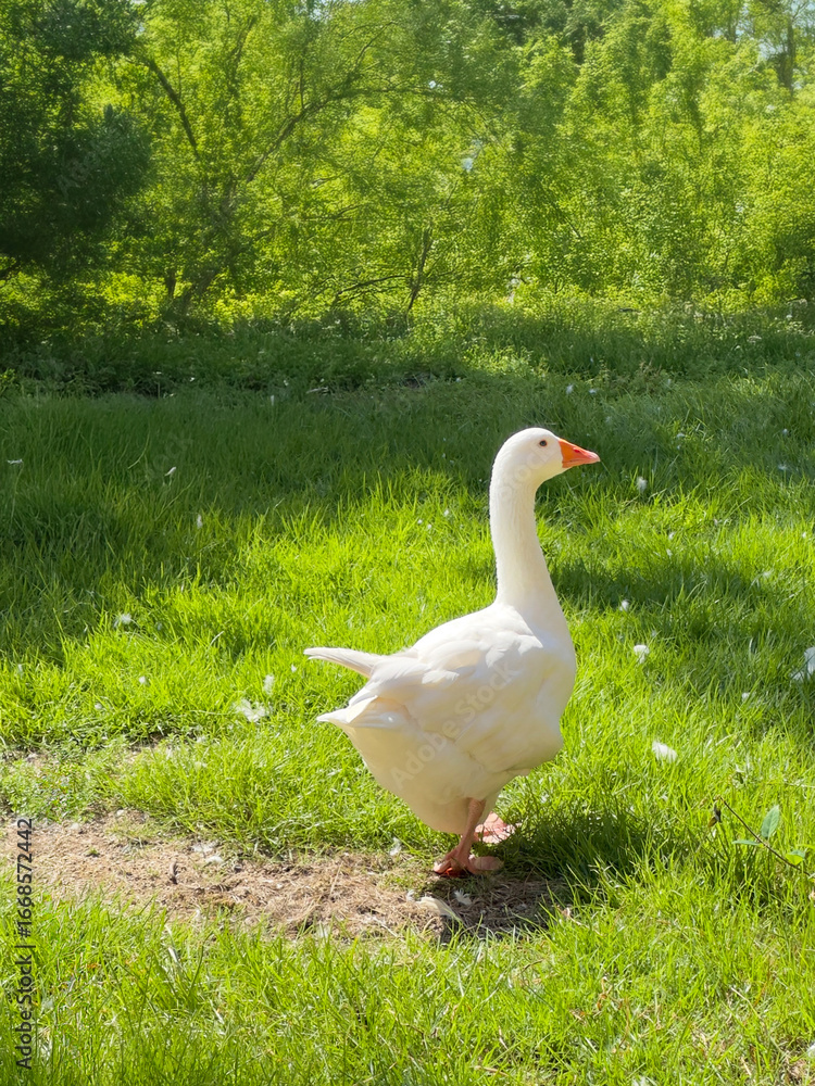 Obraz premium White Goose Standing on Green Grass in Nature