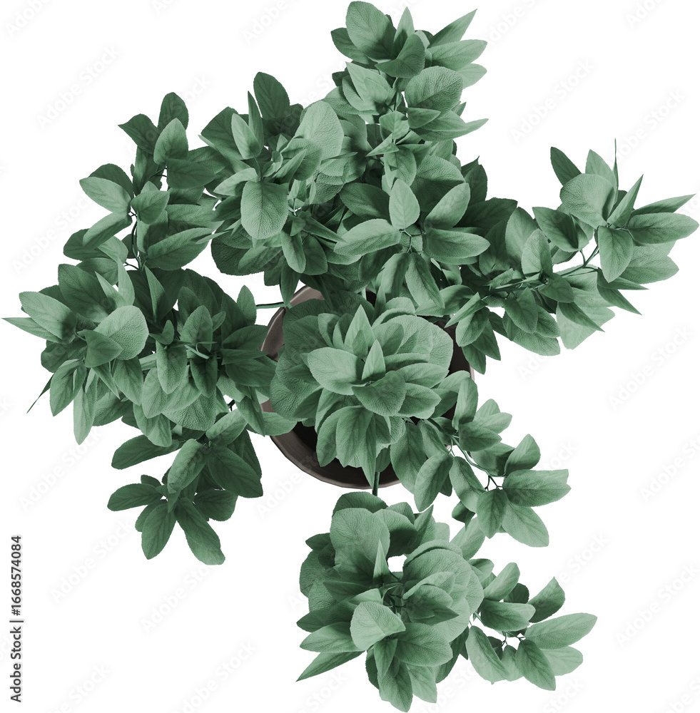 Fototapeta premium Top view of branch arrangement - Stachys Byzantina