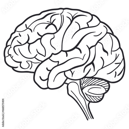 human brain vector