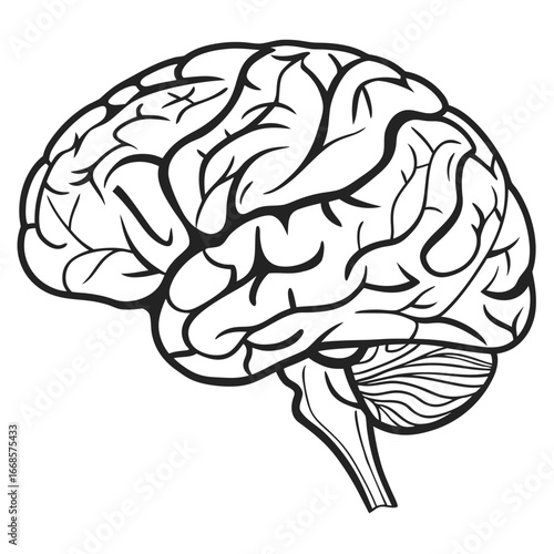 human brain vector