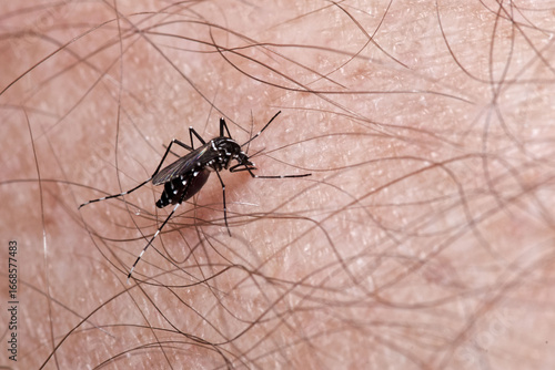 Un moustique tigre (Aedes albopictus) en train de piquer la main d'un sujet humain