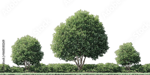 Fraxinus Excelsior Trees PNG – Green Landscape Illustration, Isolated Tree texture vector design on transparent background.
