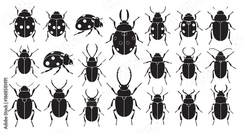 Collection of detailed black and white illustrations of various insects including beetles and ladybugs isolated on transparent background