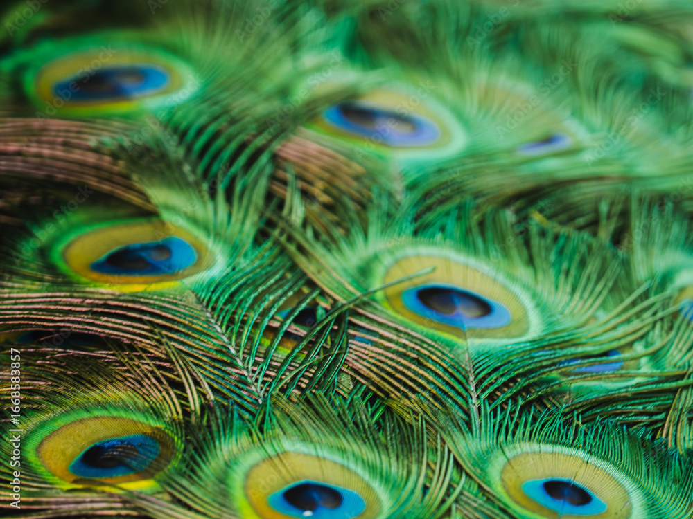 Naklejka premium Vibrant peacock feathers displaying intricate patterns and colors for nature enthusiasts to admire at close range