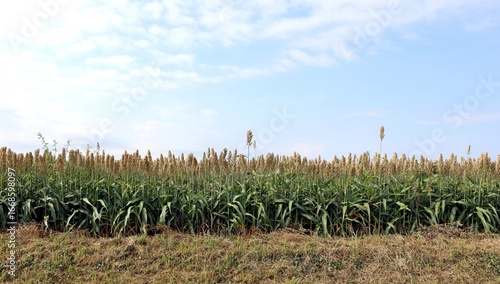 Wallpaper Mural Edge of sorghum field under a blue cloudy sky in the end of summer Torontodigital.ca