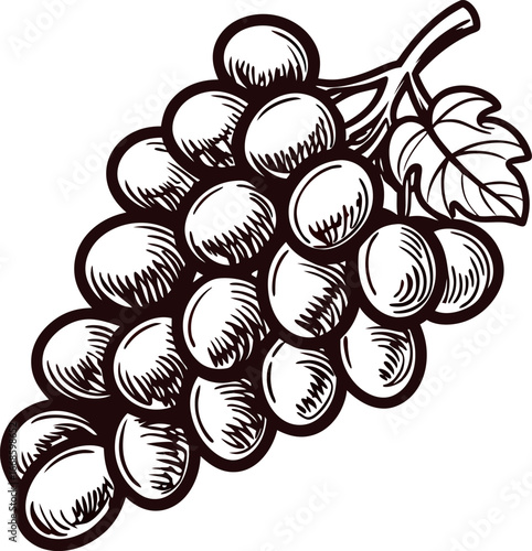 Hand drawn grape cluster with leaf vintage engraved bunch of grapes illustration on white background