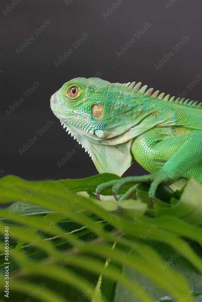 Obraz premium A majestic green iguana is captured in profile, perched on a large leaf, with its vibrant scales and powerful stance highlighted against a dark background.