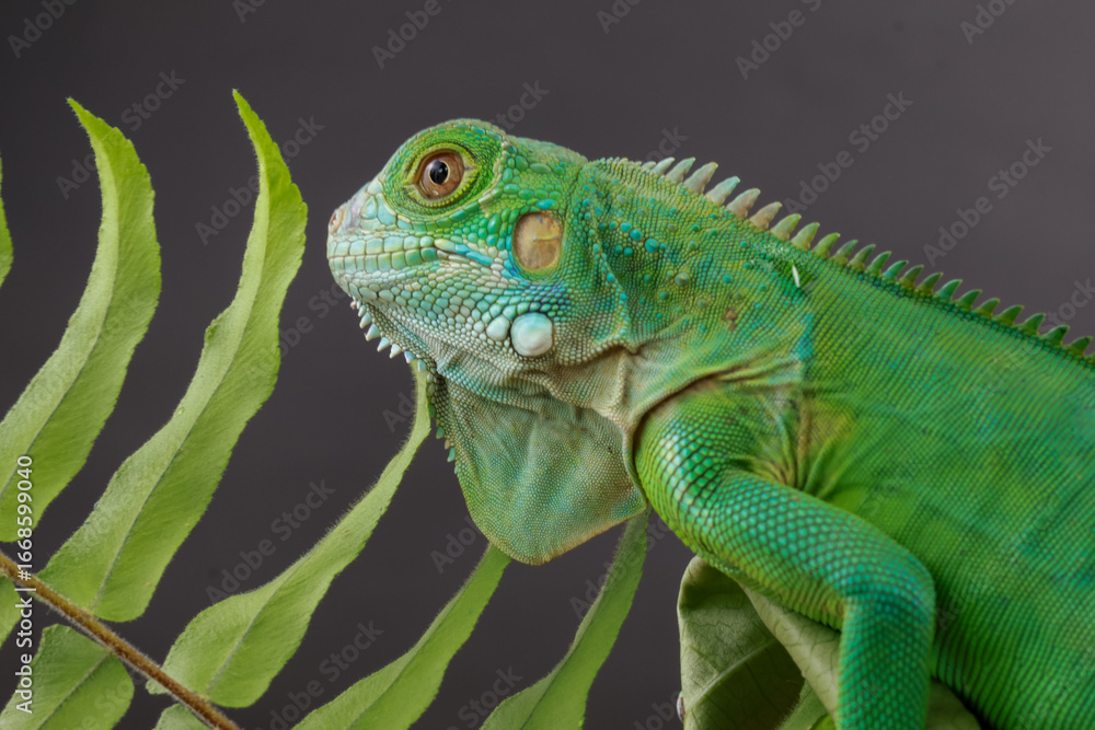 Fototapeta premium ​A beautiful green iguana is partially hidden behind a fern frond, its detailed scales and vibrant color visible in this striking nature portrait.